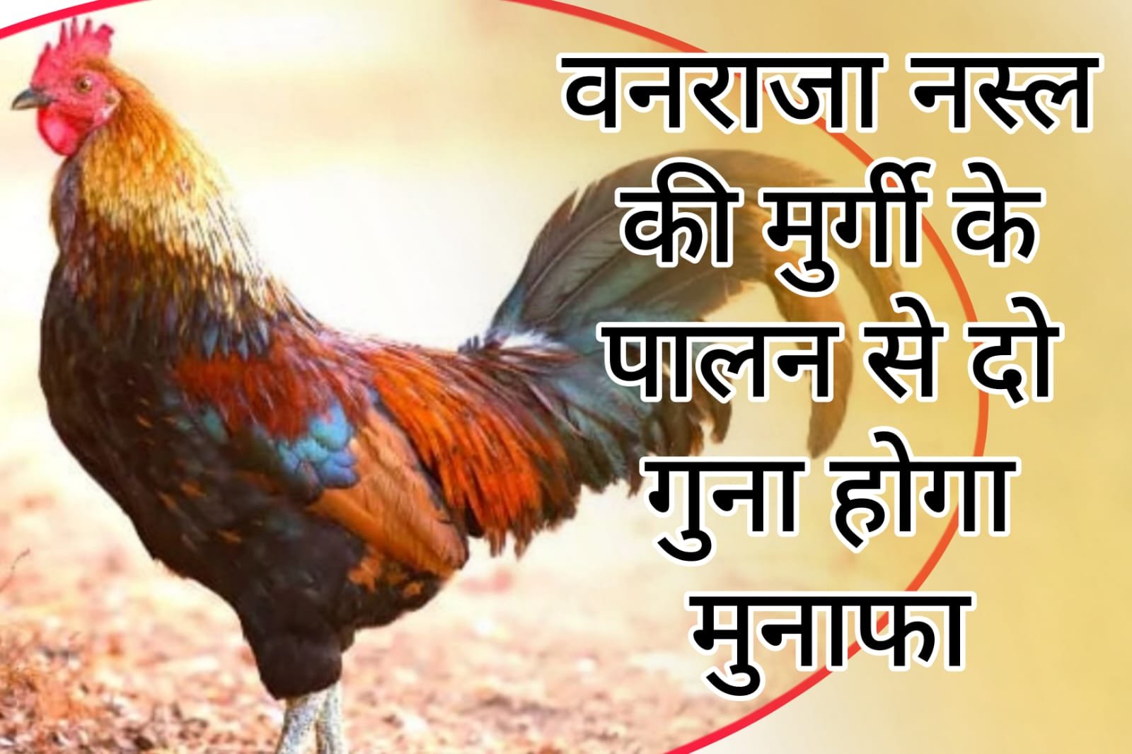 POULTRY FARMING - Rearing of Vanraja breed of chicken will give double the profit.