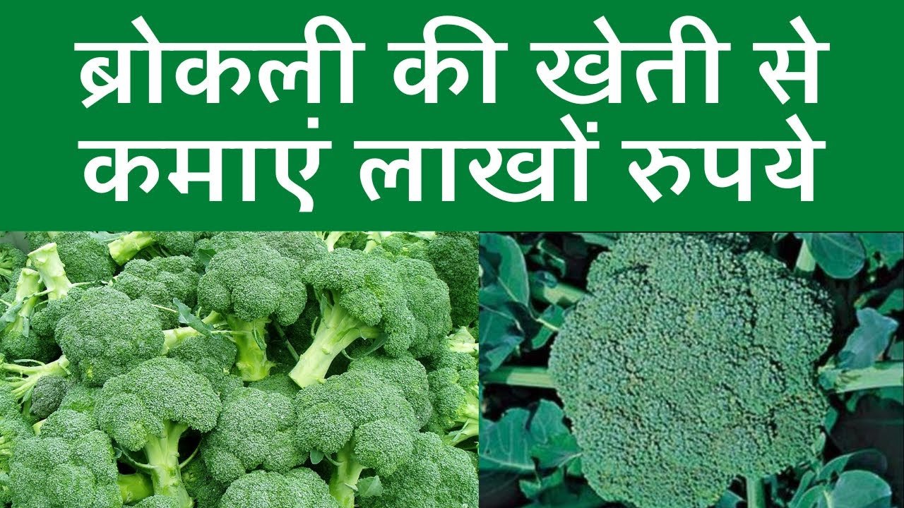 Broccoli ki Kheti - ब्रोक्कोली की खेती से कमाए लाखो रुपये, जानिए खेती का उचित समय,