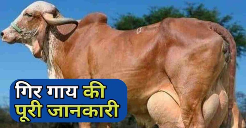 Gir Cow - गिर गाय का पालन कर बन जाएंगे लखपति, एक दिन में देती है 80 लीटर तक दूध,