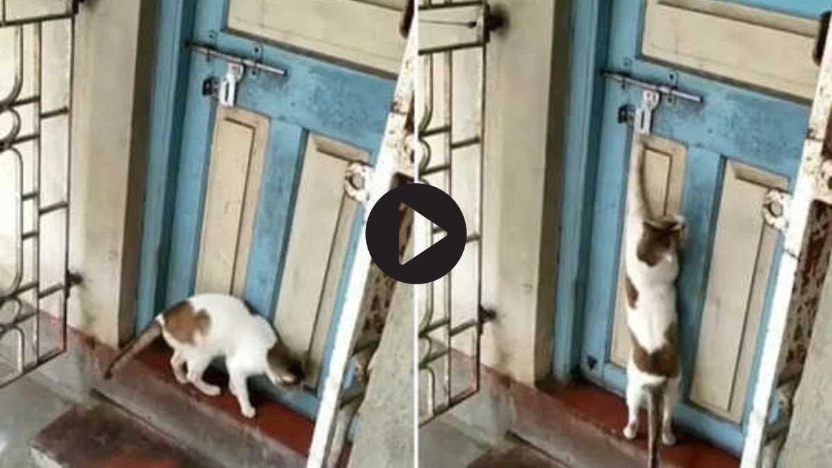 Billi ka Video - बिल्ली ने घर में घुसने के लिए लगाया तगड़ा जुगाड़, वीडियो कर देगा हैरान,