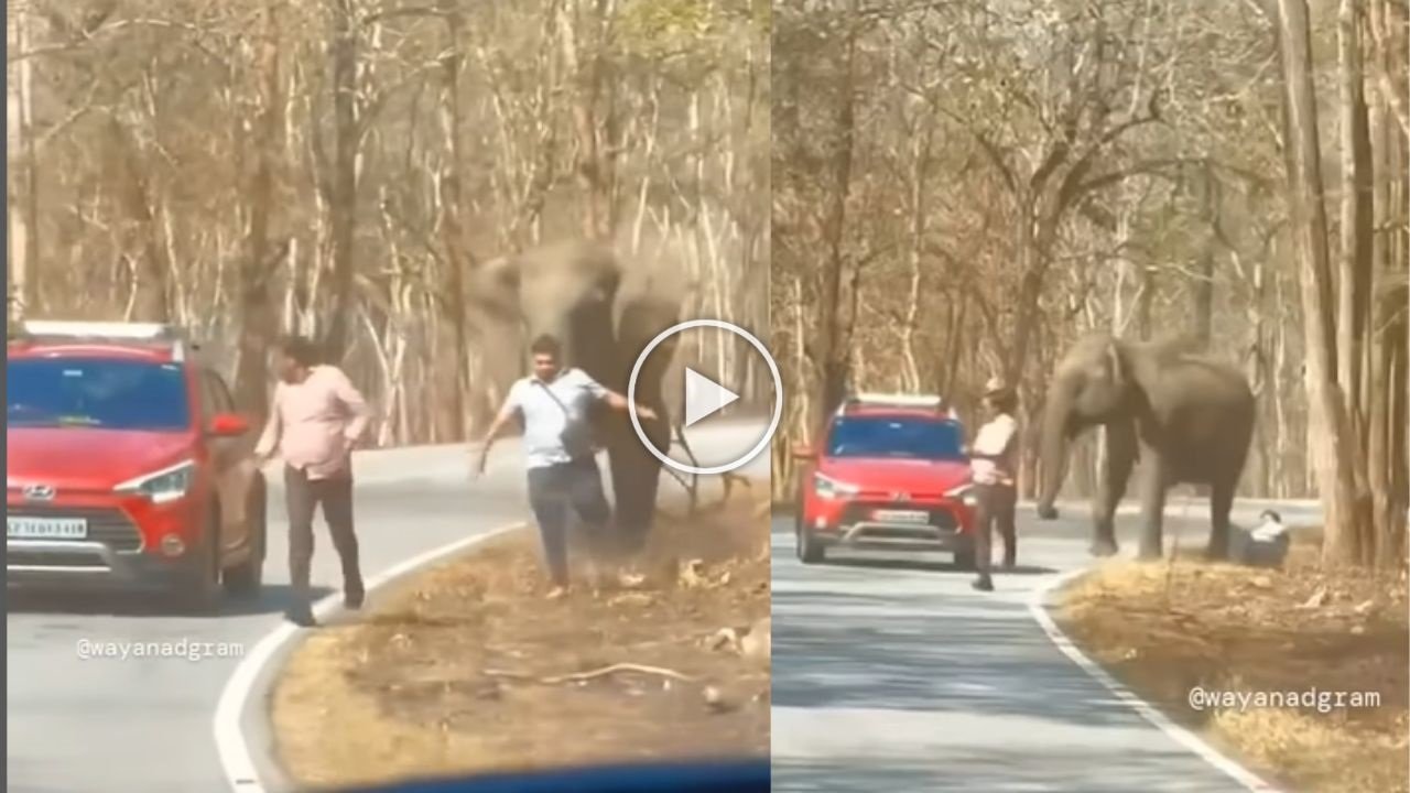 Viral Video - हाथी के साथ सेल्फी लेने गया शख्स को पड़ा भारी, हाथी ने भगा-भागकर कर दिया बुरा हाल,