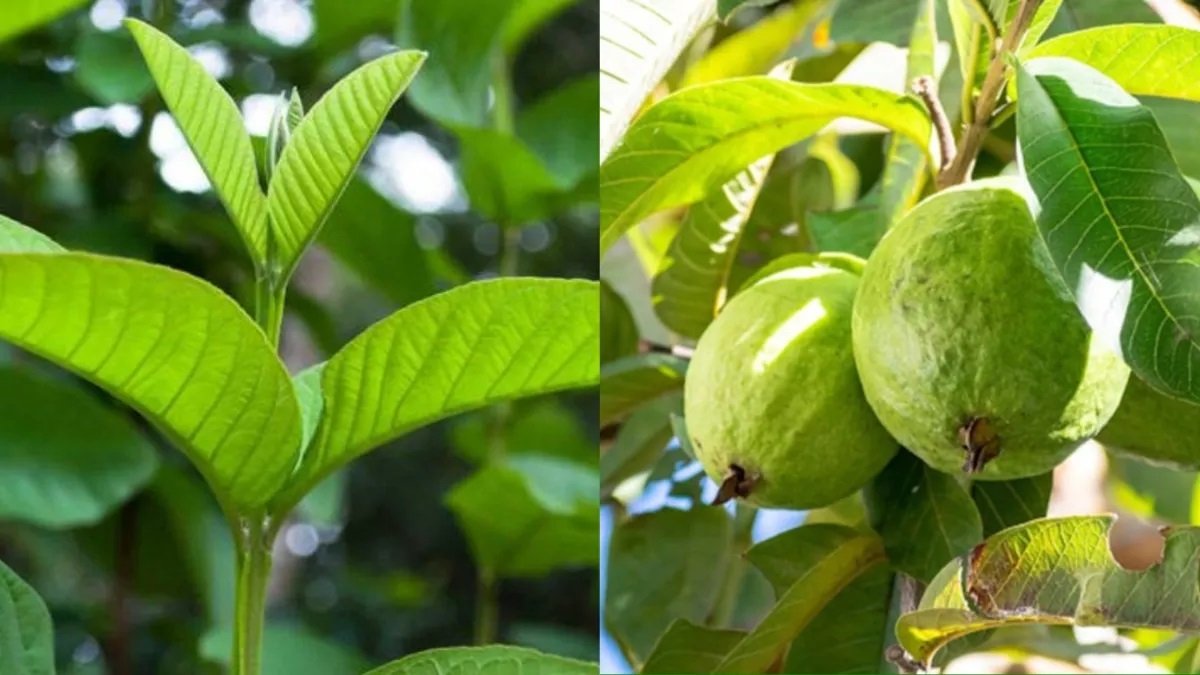 Amrud Leaf Benefits - ठंड में अमरूद के पत्तों का सेवन करने के 6 बड़े फायदे,