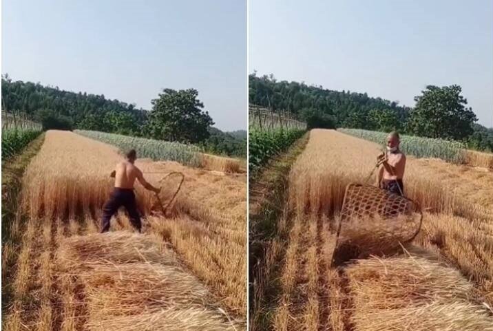 Kisan Ka Jugaad - गेहूं की कटाई करने का किसान भाई ने लगाया जबरदस्त जुगाड़, देखे वीडियो,