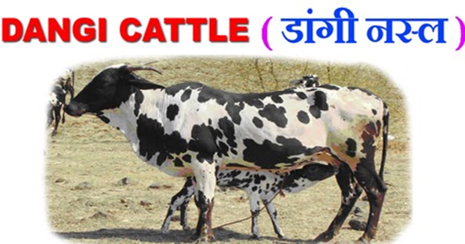 Dangi Cow - डांगी गाय के पालन से होगा तगड़ा मुनाफा, बछड़े को जन्म देने के बाद देती है 800 लीटर दूध,
