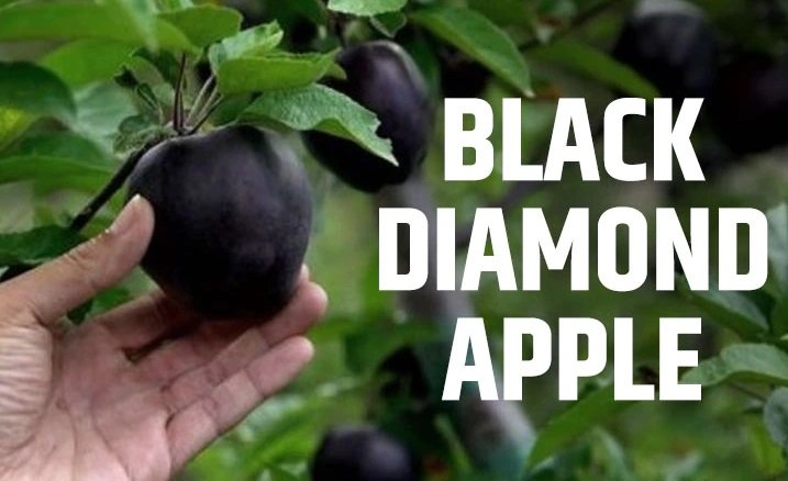 Black Diamond Apple - ब्लैक डायमंड एप्पल से किसान कमा रहे तगड़ा मुनाफा, बिकता है 500 रुपये किलो,