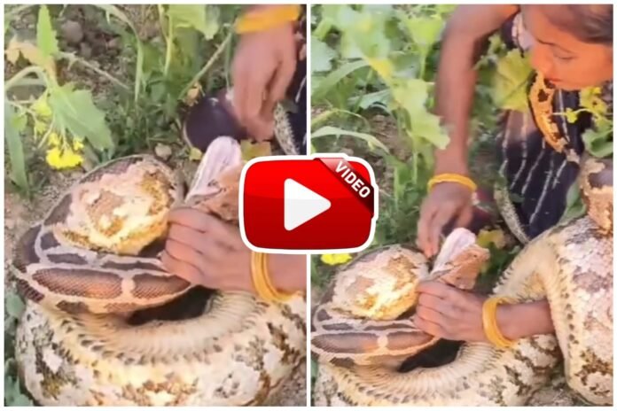 Ajgar Ka Video - Woman caught the giant python snake present in the field