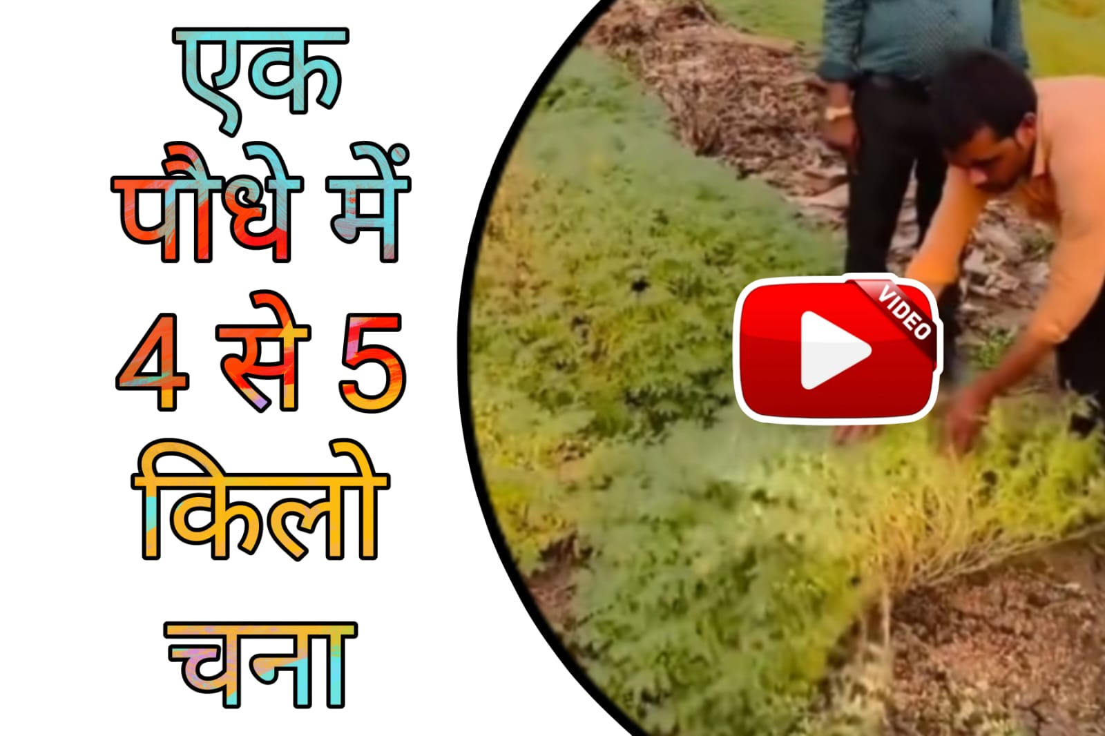 Chane Ki Variety - This special variety of gram from Israel gives 4 to 5 kg yield in one plant.