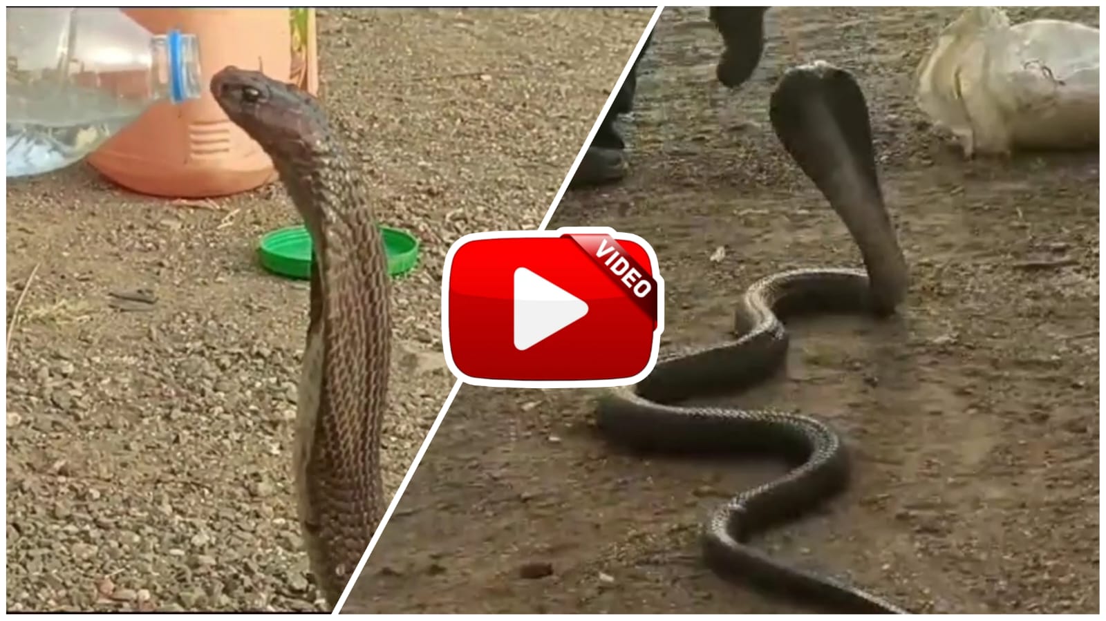 Cobra Saanp Ka Video - Thirsty Nagraj was fed water from a bottle