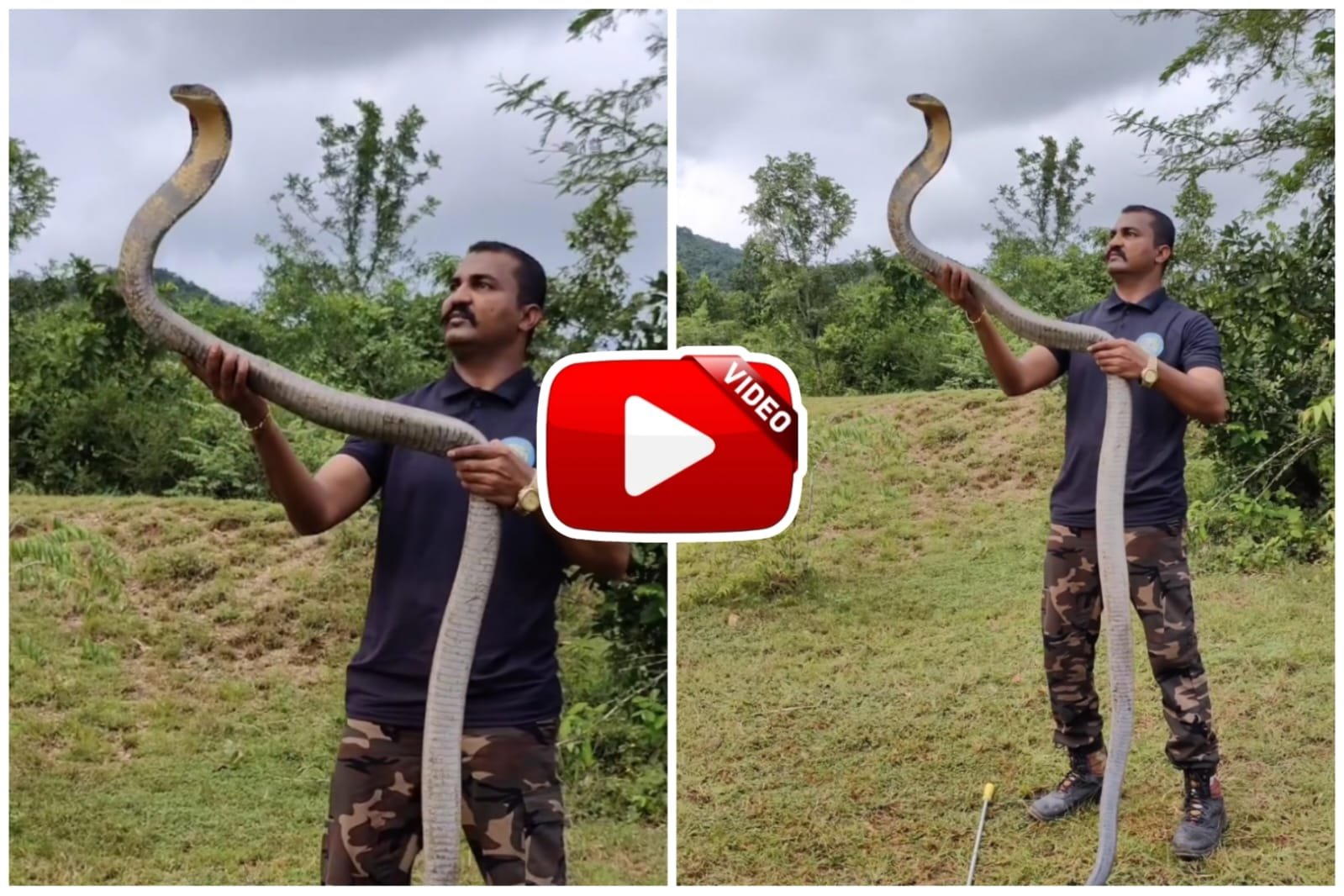 King Cobra Ka Video - A man was seen balancing a giant King Cobra snake in his hands.