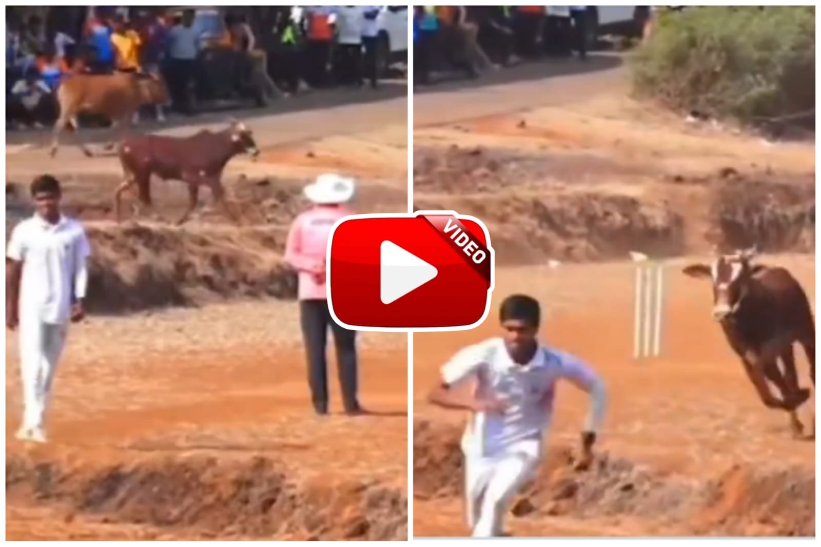 Video of bull - Bull created havoc on YouTube by entering cricket field