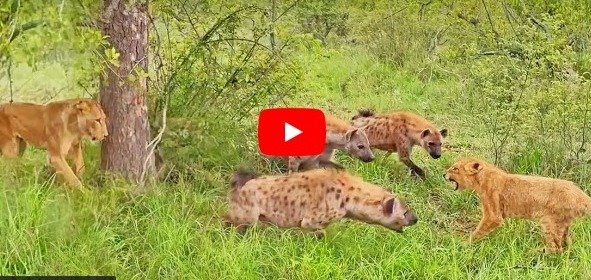 Sherni Ka Video - The lioness reached to save the cub trapped among the dreaded hyenas.
