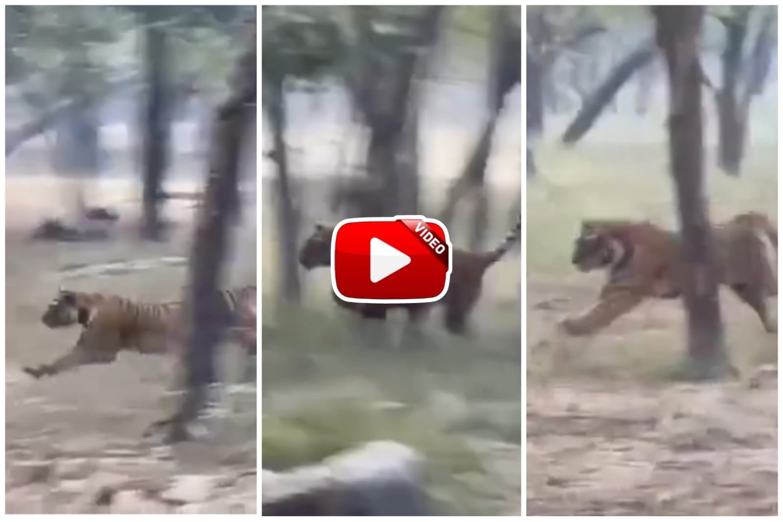 Bagh Aur Hiran Ka Video - Tiger seen chasing deer in the forest at the speed of a leopard.