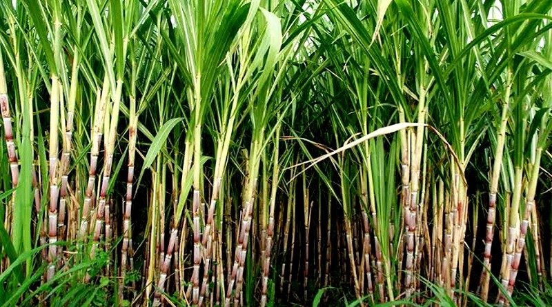 Sugarcane farming - This special technique of sugarcane farming will make farmers rich