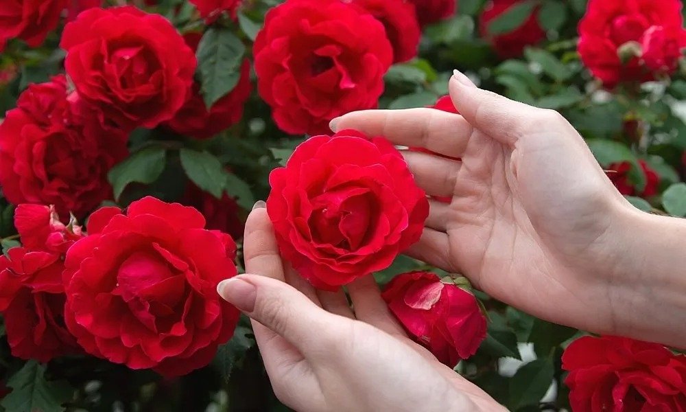 Rose Powder - Bring this medicine home, it will fill the plant with bunches of flowers.