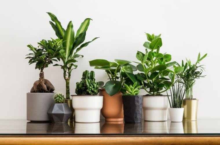 Medical Plants - These four plants which keep diseases away when planted in the house