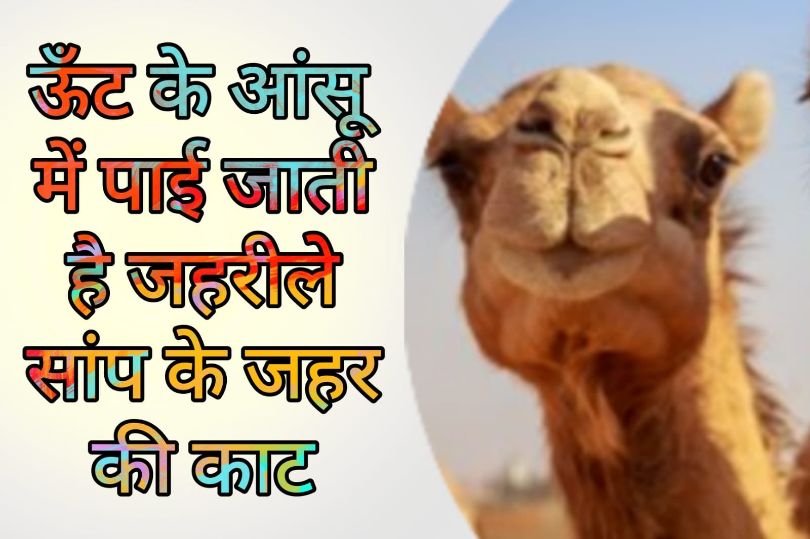 Oont Ke Aansu - The bite of poisonous snake's venom is found in the tears of a camel.