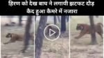 Bagh Aur Hiran Ka Viral Video: हिरण को देख बाघ ने लगायी झटफट दौड़, कैद हुआ कैमरे में नजारा, देखे वायरल वीडियो