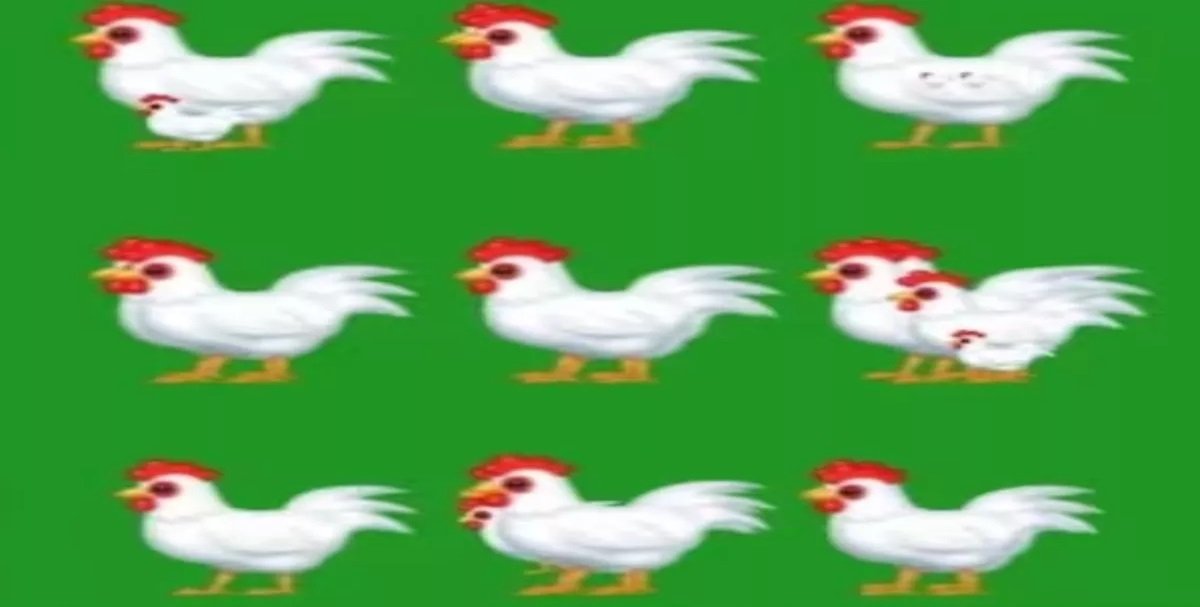 Optical Illusion - इस तस्वीर में दिख रही मुर्गियों की कुल संख्या बनाते वाला होगा जीनियस,