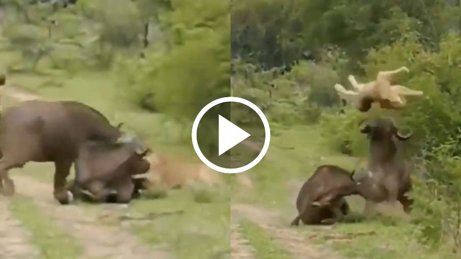 Buffalo aur Sher ka Video: भैंसों का झुंड देख जंगल के राजा शेर की हुई हवा हुई फुस्स भगा-भगाकर कर दी हालत टाइट
