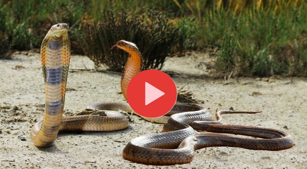 King Cobra Fight - दो खुंगखार किंग कोबरा का हुआ आमना-सामना, लड़ाई का खतरनाक वीडियो हुआ वायरल,