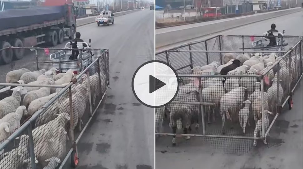 Kisan ka Jugaad - भेड़ बकरी को एक लाइन में चलाने के लिए किसान भाई ने लगाया तगड़ा, देखे वीडियो -