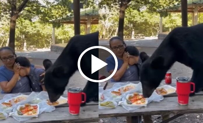 Bhalu ka Video - पिकनिक माना रहे लोगो का मज़ा किरकिरा करने पंहुचा भालू, देखे वीडियो -