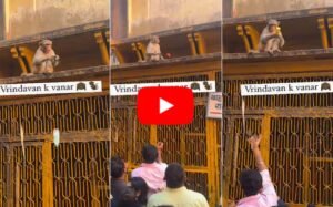 Bandar Ka Video - रिश्वतखोर बंदर का वीडियो हुआ वायरल, चश्मे के बदले शख्स से मांगी फ्रूटी,