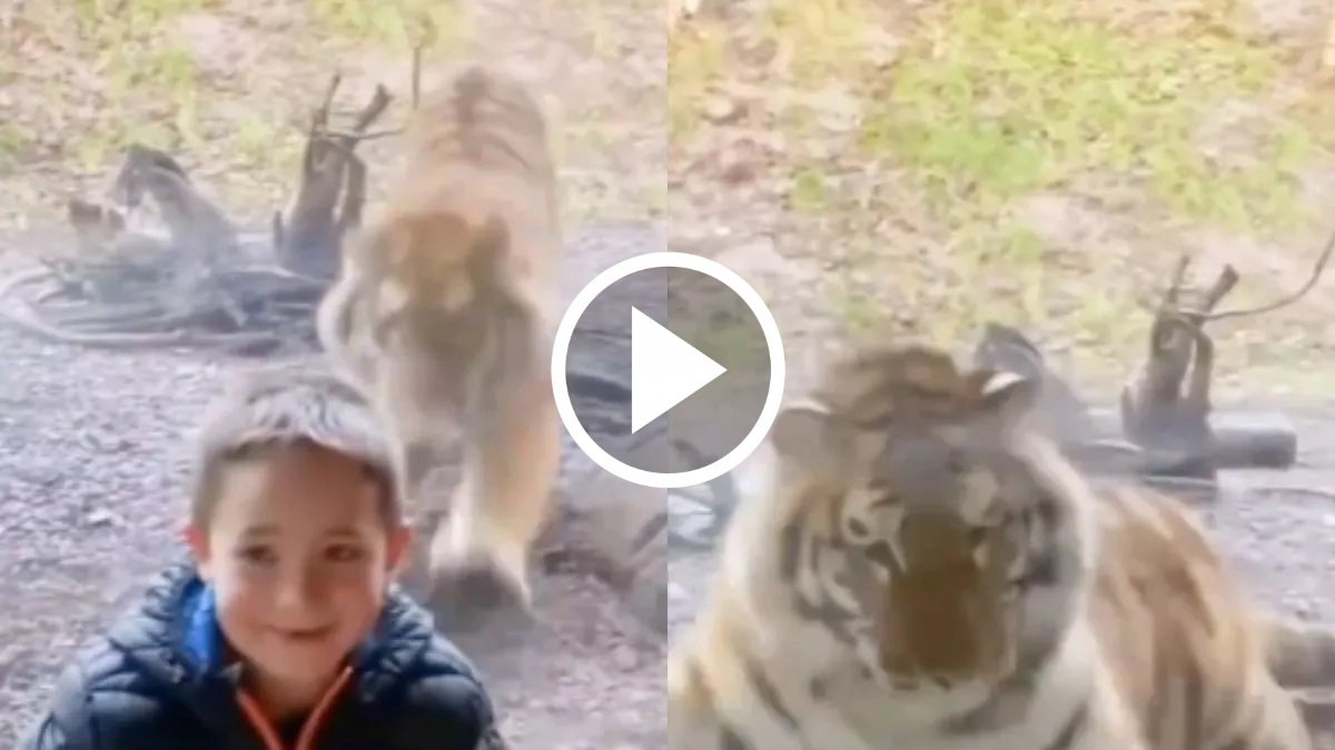 Sher ka Video - शेर को बच्चे पर अटैक करना पड़ा भारी, हो गया 'Moye Moye'
