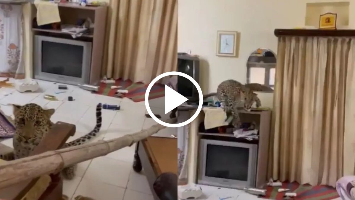 Leopard Viral Video - होटल के कमरे घुसा तेंदुआ, तोड़फोड़ मचाते CCTV का वीडियो आया सामने,