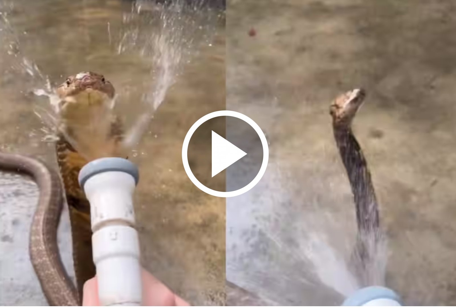 King Cobra Ka Video - पानी के शावर में मस्ती करते दिखा किंग कोबरा, वीडियो तेजी से हो रहा वायरल,
