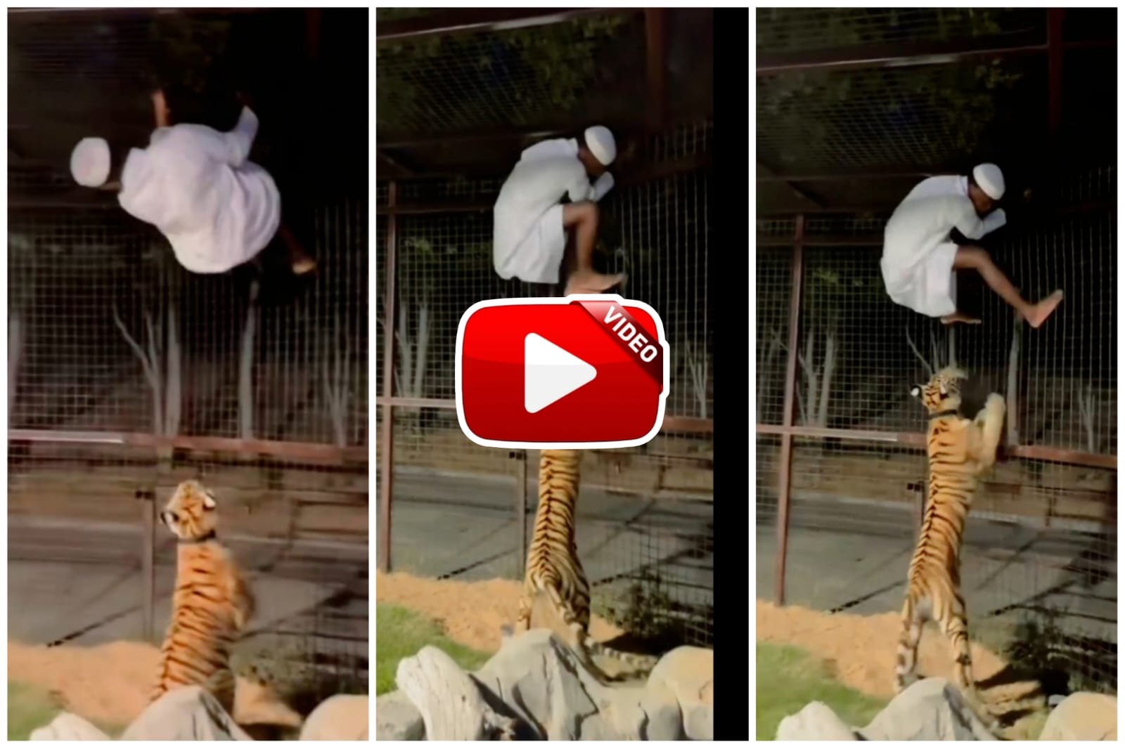Bagh Ka Video - A man hanged upside down on a net to save himself from the dreaded tiger.