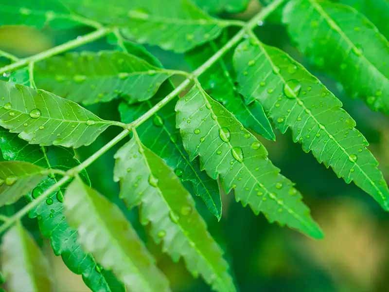 Benefits Of Neem Leaves - There are many beneficial benefits in these green leaves.