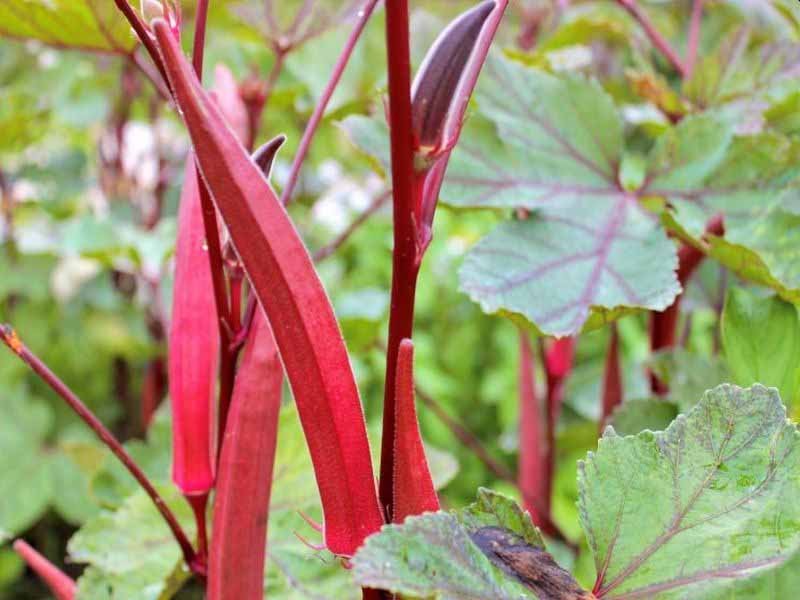 Bhindi Ki Variety - Buy this special variety of red colored ladyfinger seeds online, you will get good profit.