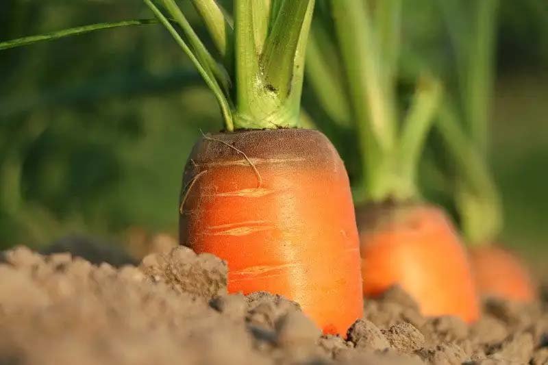 Benefits of Carrot | Carrot is not only for the eyes, it has a wealth of health