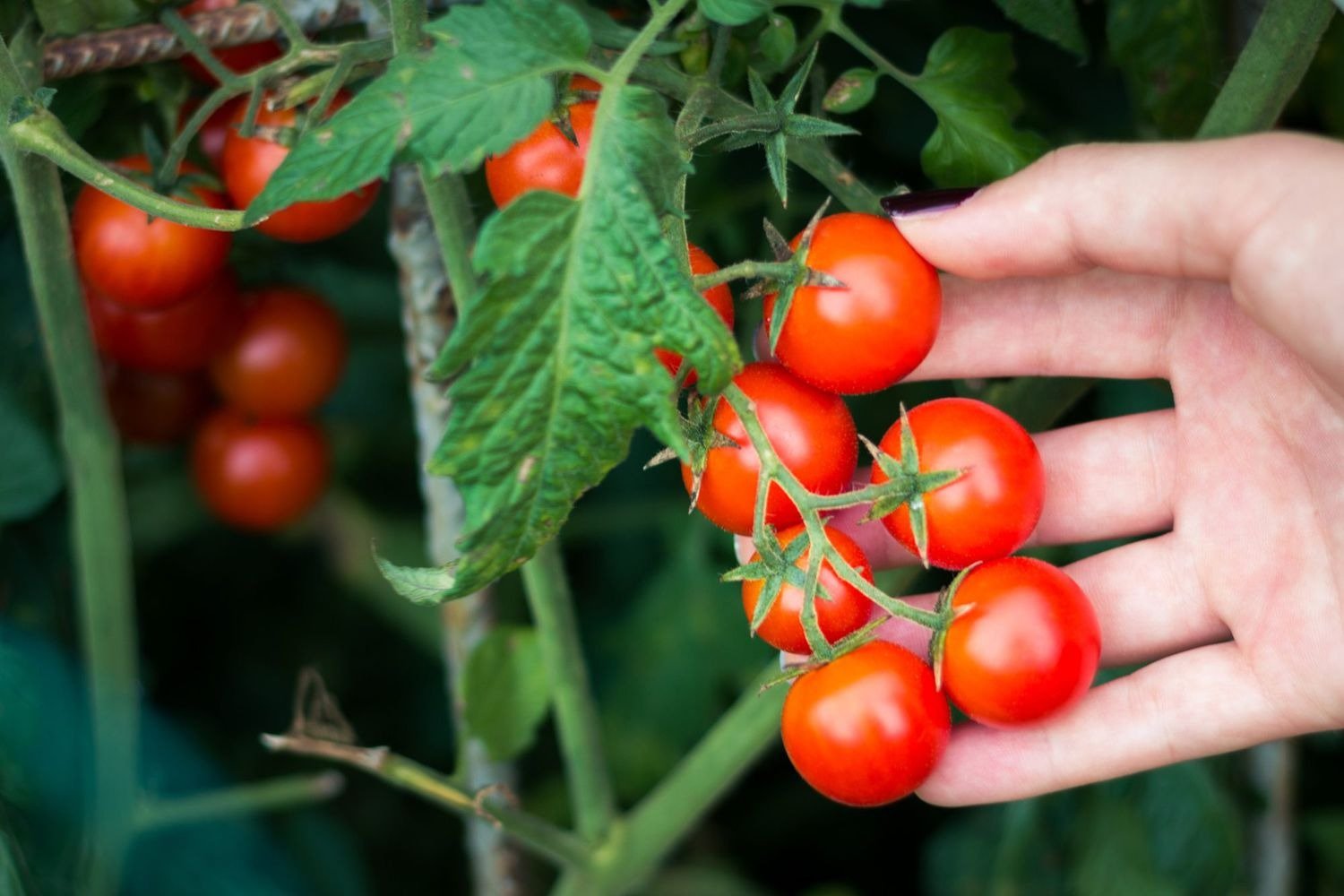 Cherry Tomato Farming - Now you can easily grow Cherry Tomato on your balcony.