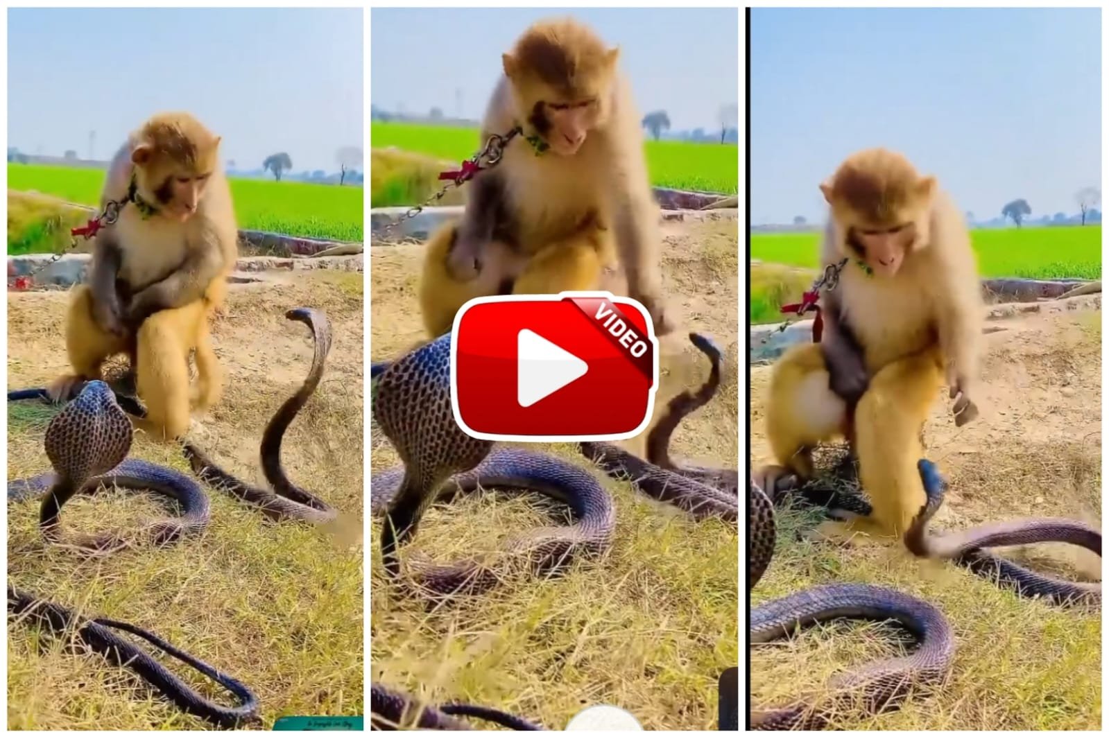 Cobra Aur Bandar Ka Video - किंग कोबरा के साथ बंदर का अनोखा खेल