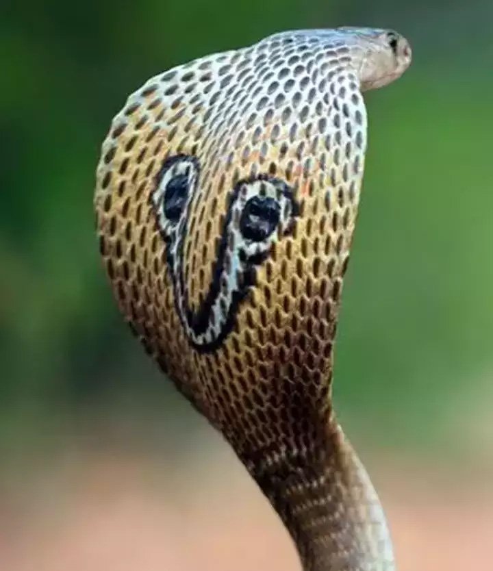 Cobra Fan | After all, how does a cobra spread its hood by filling air in its throat?