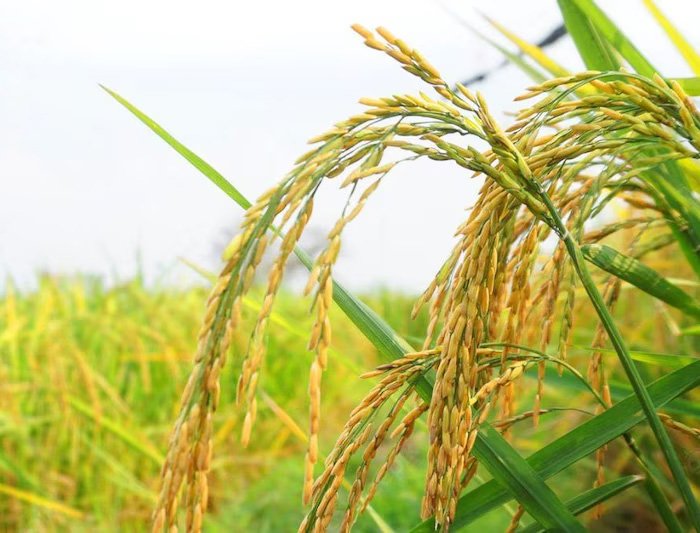 Variety of wealth. Farmer brothers can buy cheap certified paddy seeds with the help of the government.