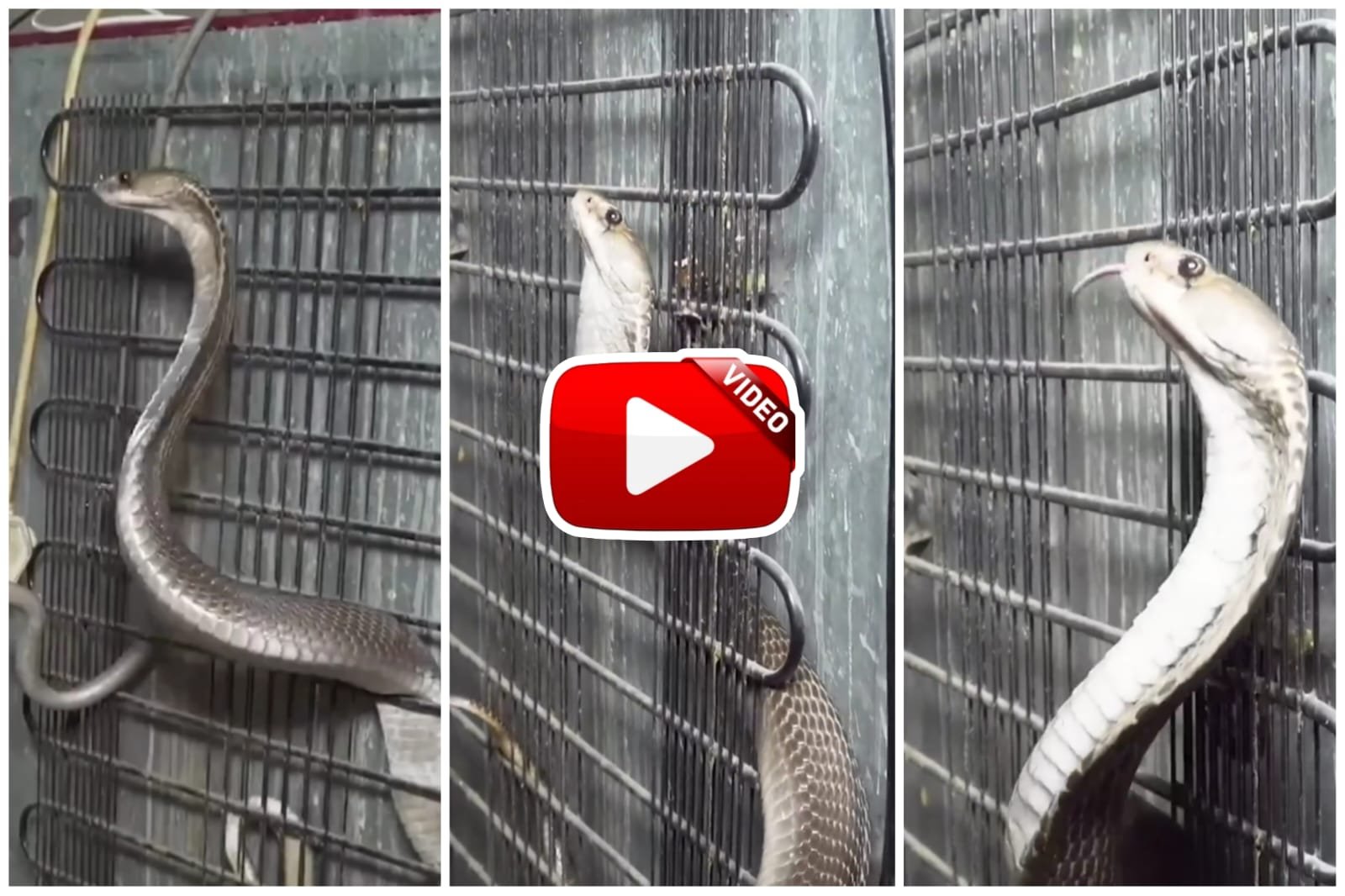 Cobra in Fridge | A dangerous cobra snake was sitting behind the refrigerator with its hood raised.