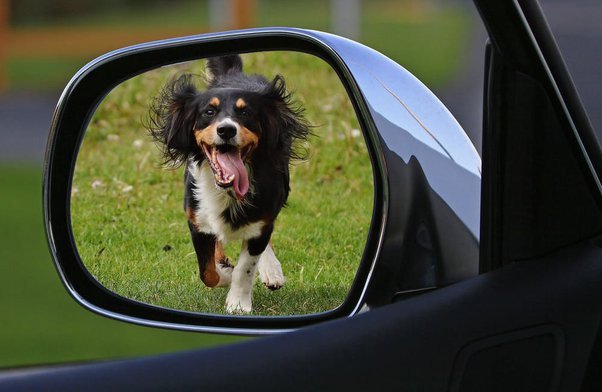 Dogs sitting in the car. What is the scientific reason for dogs running behind vehicles?