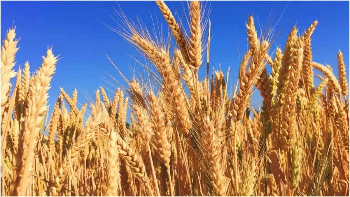 Wheat Variety | This special variety of wheat which gives a yield of 40 quintals from 5 kg seeds.