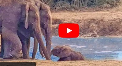 Elephant Video | Little Gajraj got trapped in the pond and the whole family rushed to save him.