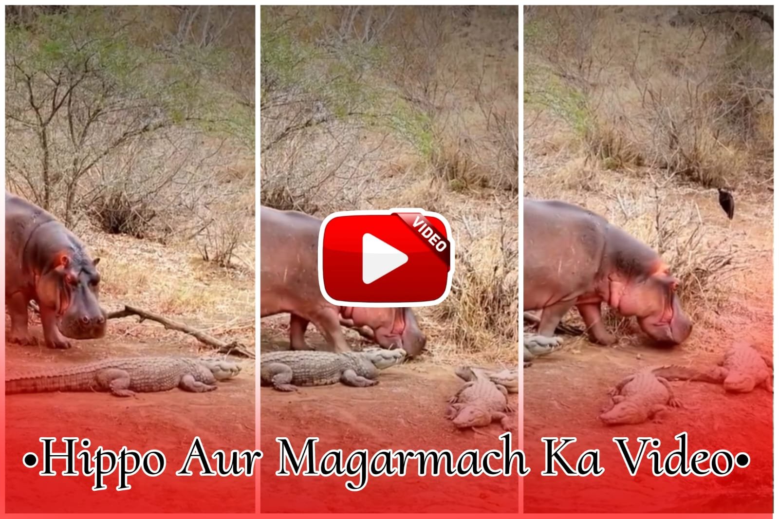 Hippo Aur Magarmach Ka Video - Dangerous hippopotamus reached among the resting crocodiles