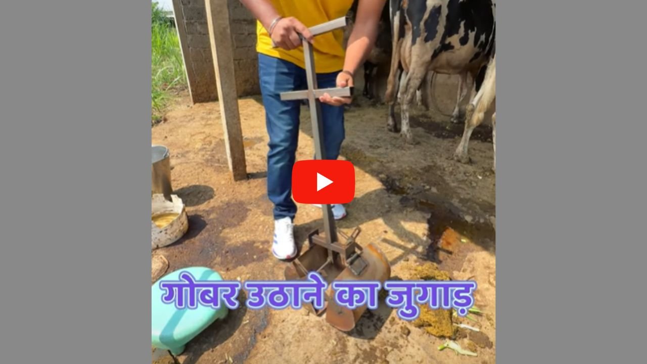 Desi Jugaad बिना हाथ गंदे किये गोबर उठाने का लल्लनटॉप जुगाड़, देखे वीडियो