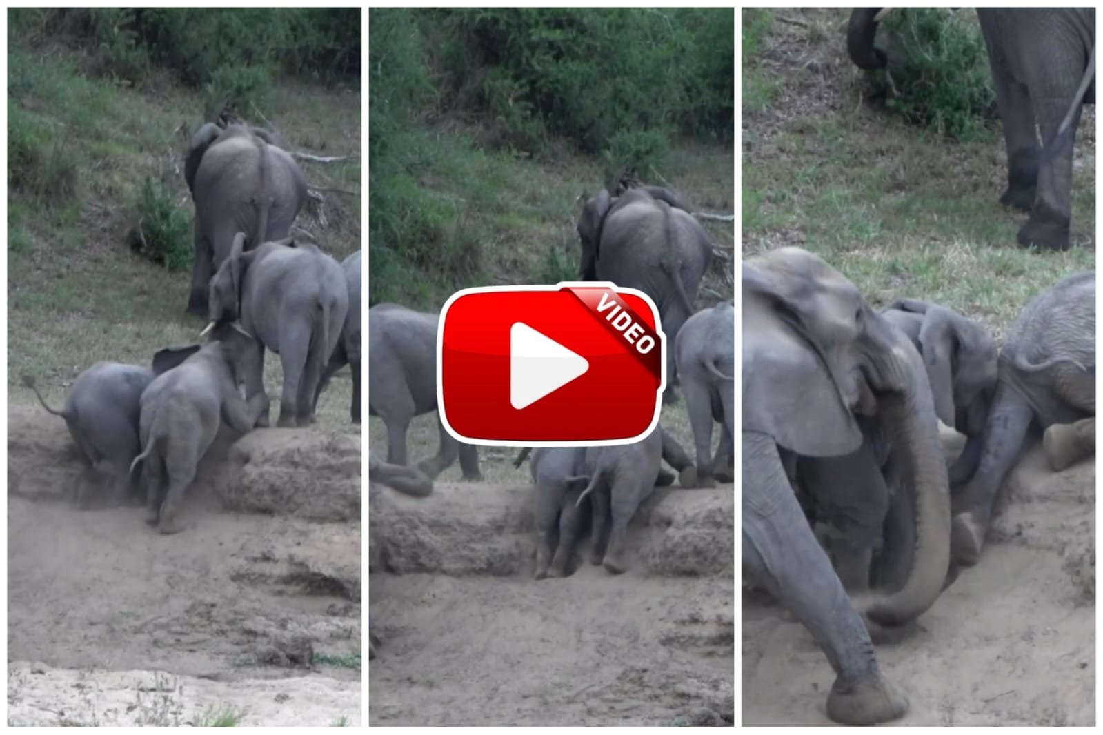 Hathi Ka Video: हाथी के बच्चे की ऊँचाई पर चढ़ाई के संघर्ष का वीडियो ने जीता लोगों का दिल, देखे वायरल वीडियो