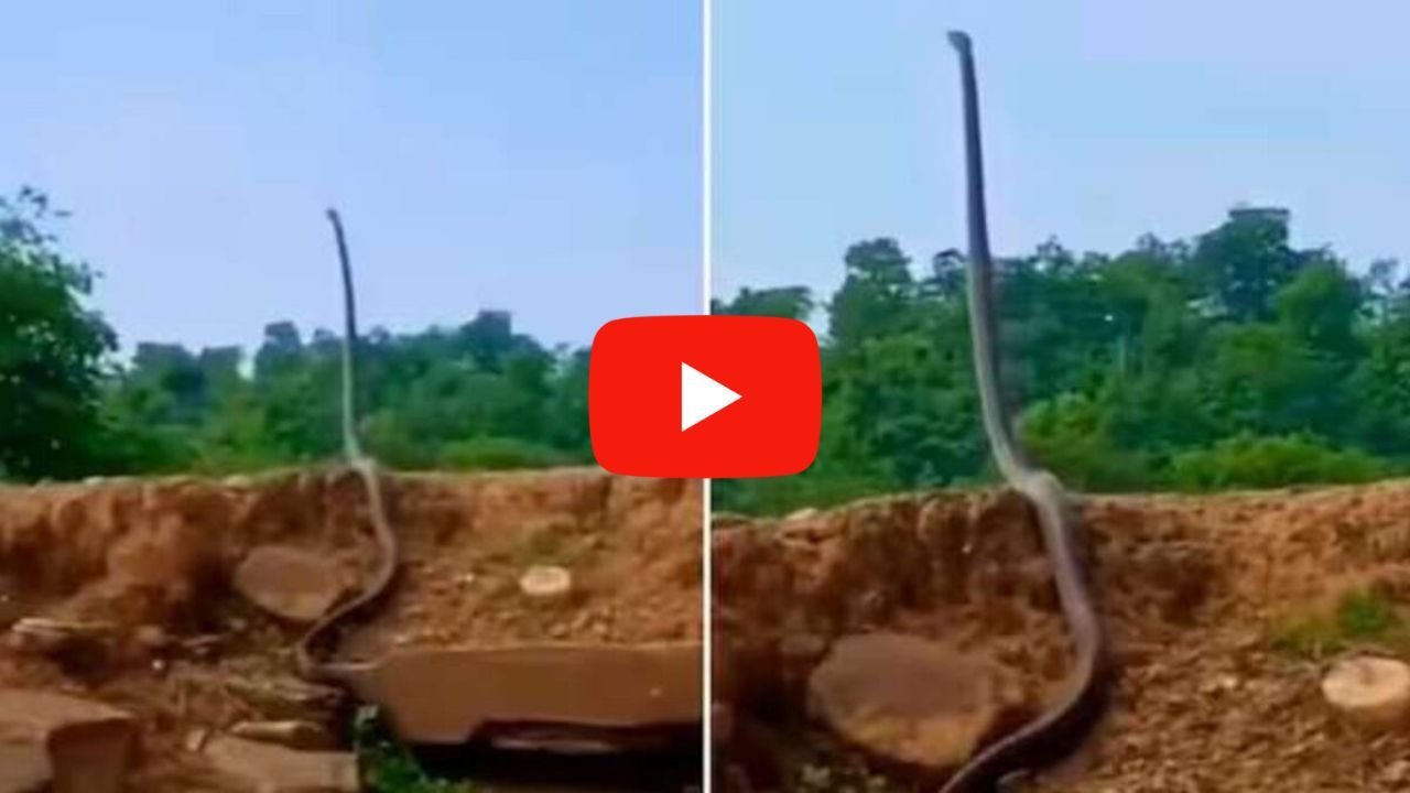 25 फ़ीट लम्बे कोबरा सांप का दिखा भयानक रूप! जिसे देख राहगीरों के छूटे पसीने, देखे Video...