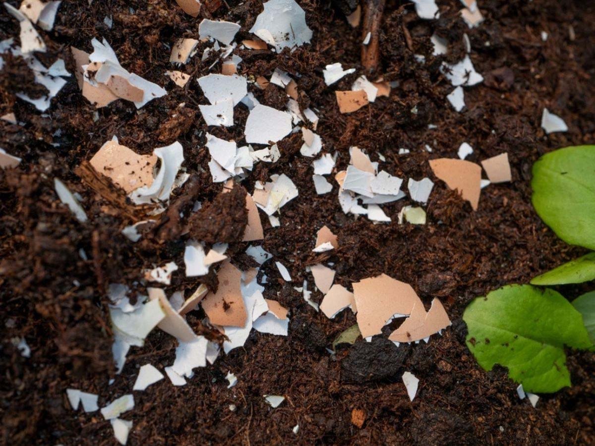 Kheti Kisani - Compost made from egg shells is effective in increasing fertilizer.