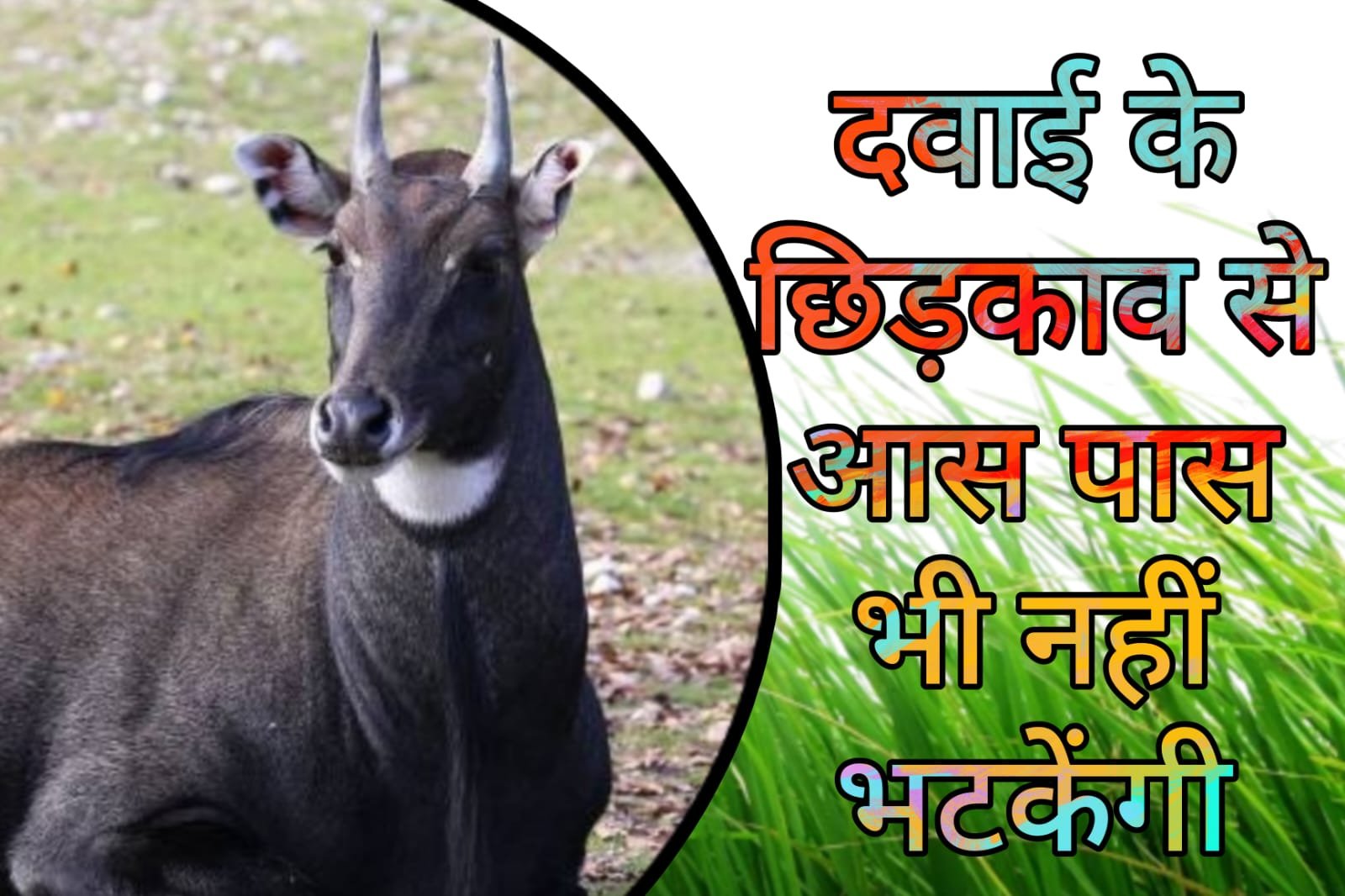 Kisani Ka Jugaad - Farmer brothers should adopt this easy method to keep Nilgai away from their crops.