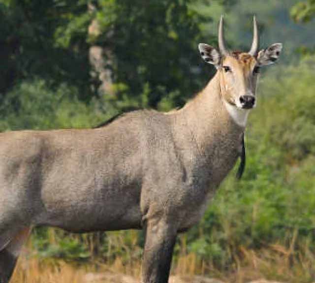 Nilgai's Jugaad With this jugaad of just Rs 50, animals will run away from the fields.