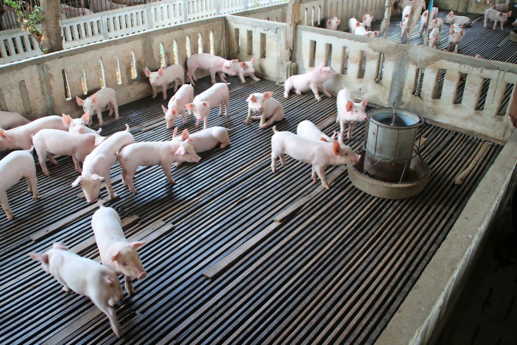 Pig Farming | These are 20 big benefits of pig farming